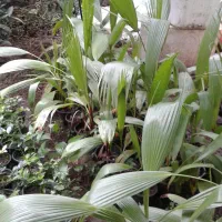 فروش شمشاد و پالم|خدمات باغبانی و درختکاری|کلاچای, |دیوار
