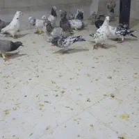دسته کفتر سرور شهرستانی