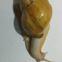 حلزون|خزنده|گلستان (تهران), |دیوار