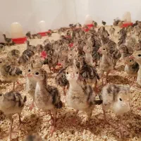 جوجه بوقلمون برنز انگلیسی یک هفته ای