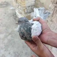 صدادار|پرنده|مسجد سلیمان, |دیوار