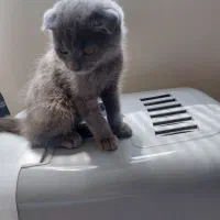 بچه گربه اسکاتیش بلو اصل