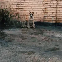 توله سگ افغان وسراب