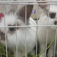 خرگوش|موش و خرگوش|فولادشهر, مسکن مهر فولادشهر|دیوار