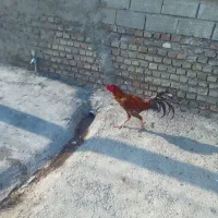 فروش خروس