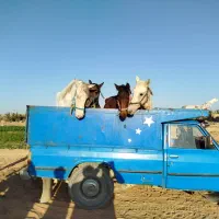 خرید و فروش اسب پالنی