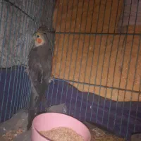 عروس هلندی نر