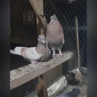کبوتر کفتر انگشتر معاوضه