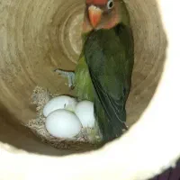 طوطی برزیلی