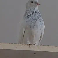 کله الماسی ماده