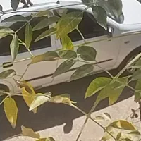 تیبا ۲ مدل ۹۸