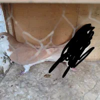 کبوتر نر|پرنده|تهران, مسعودیه|دیوار