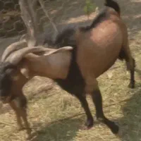 نری مست