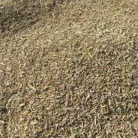 کاه خار شتر