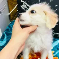 سگ پامر اشپیتز