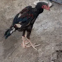 جوجه خروس..و مرغ