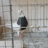 طوقی ماده|پرنده|بندرعباس, |دیوار