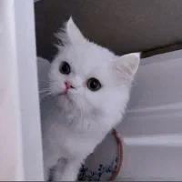 مرند|گربه|مرند, |دیوار