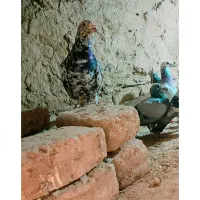 کبوتر سار نره قلدور