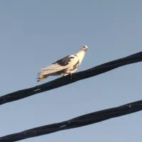 کبوتر گمشده