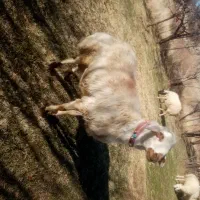 قوچ چهار دندون بروجردی