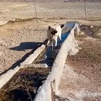 سگ سرابی|سگ|ساوه, |دیوار