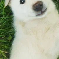 سگ میکس هاسکی ساموید|سگ|ماسال, |دیوار