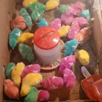 ۴۰عدد جوجه رنگی