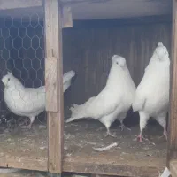 فروش کبوتر مسافتی یا المانی|پرنده|چمستان, |دیوار