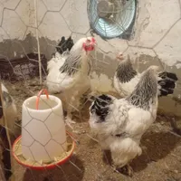 تخم‌مرغ نطفه دار لهستانی برهما سلطان|حیوانات مزرعه|رشت, بلوار گیلان|دیوار