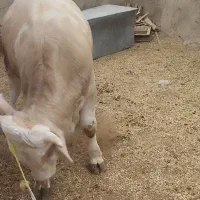 گوساله سیمینتال خوشتیپ