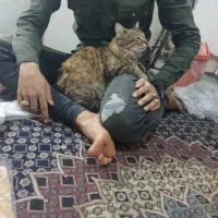 واگذاری گربه|گربه|بندرعباس, |دیوار