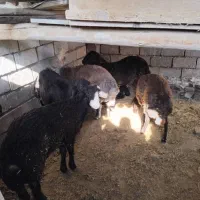 بره نر ۸عدد|حیوانات مزرعه|شاهرود, |دیوار