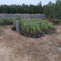 نهال اکلاپتوس تنه قرمز زود رس|گل و گیاه طبیعی|شوش, |دیوار