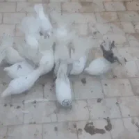 کفتر چتری نر و ماده