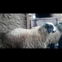 بره قوچ|حیوانات مزرعه|خرمدشت, |دیوار