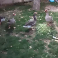 غاز محلی نر و ماده|حیوانات مزرعه|هشتگرد, خور|دیوار