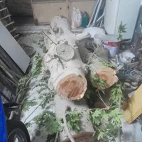 ورامین پیشواپاکدشت قرچک وحومه|خدمات باغبانی و درختکاری|ورامین, ورامین|دیوار