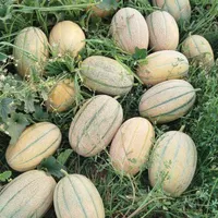مزرعه ی خربزه جانا|عمده‌فروشی|اردبیل, |دیوار