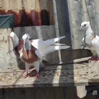کبوتر طوقی