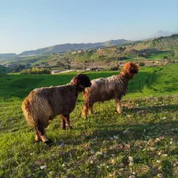 میش روزگاری|حیوانات مزرعه|مسجد سلیمان, |دیوار