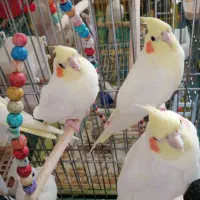 جوجه هلندی یکساله|پرنده|شیراز, انجیر|دیوار