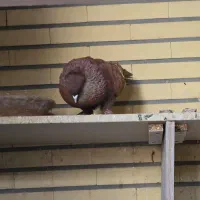 کبوتر راعبی