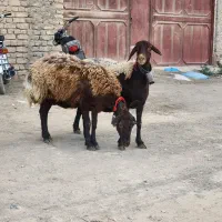 یک جفت میش افشاری