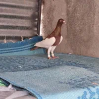 فروش کبوتر