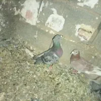 کفتر پلاکی