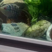 دوعدد ماهی فلاور ماده