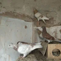 کبوتر کهنه و مفلقه و گمشده