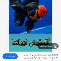 گلدفیش وارداتی|ماهی|بروجرد, |دیوار