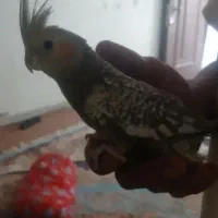 عروس هلندی|پرنده|کرج, شهرک سهرابیه|دیوار